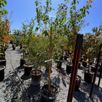 Moorpark Apricot