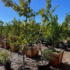 Young More-In-One Apricot trees in pots with wooden planters in an outdoor setting under a clear blue sky.