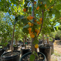 Potted More-In-One Apricot tree with ripe fruits in an outdoor setting