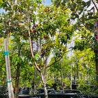 Peach Tree 4-in-1 with fruits in a garden setting