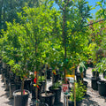 Row of potted plum trees in a nursery setting with a clear sky.