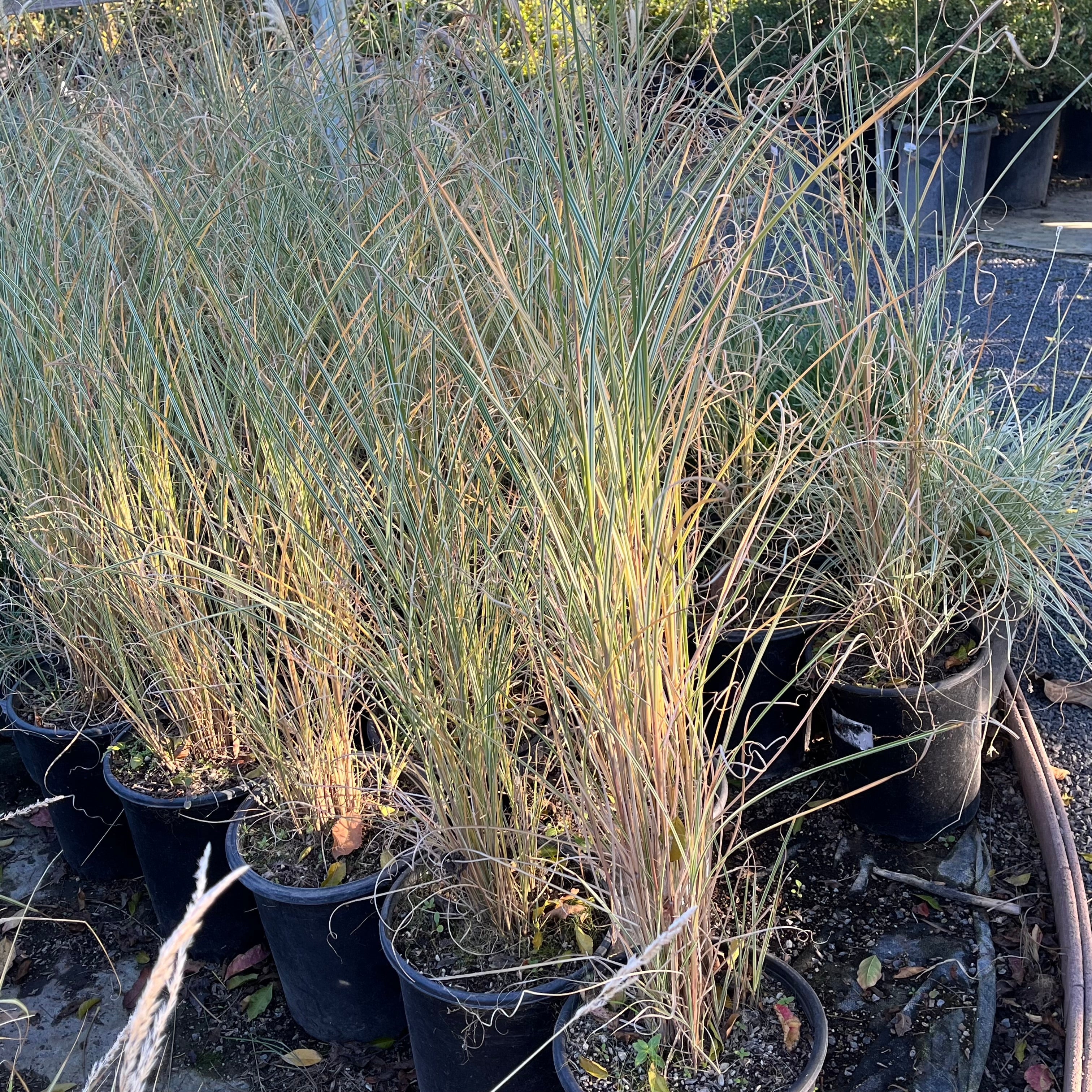 Morning Maiden Grass