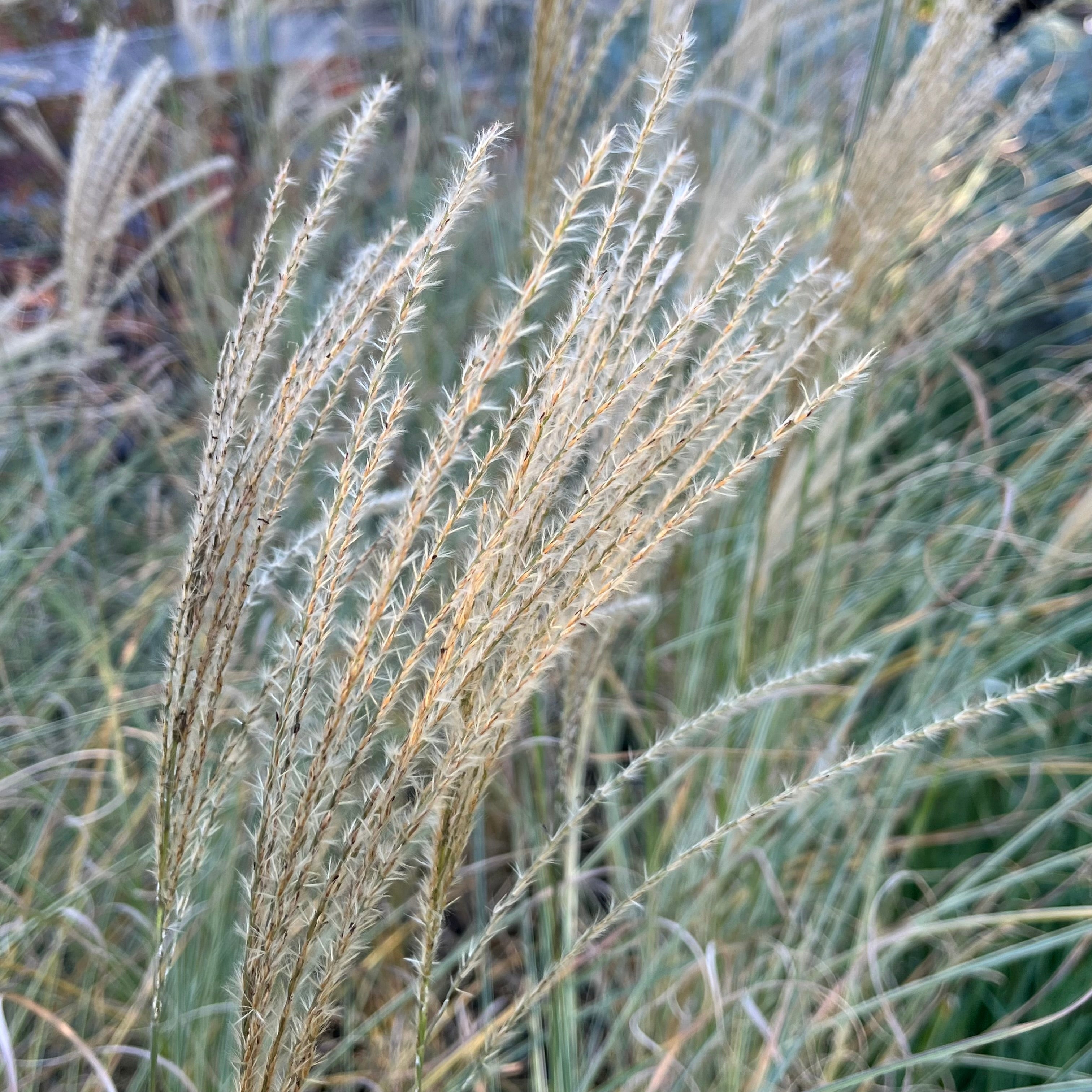 Morning Maiden Grass