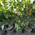 Moro Blood Orange