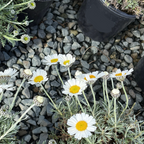Moroccan Daisy