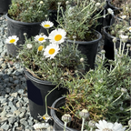 Moroccan Daisy