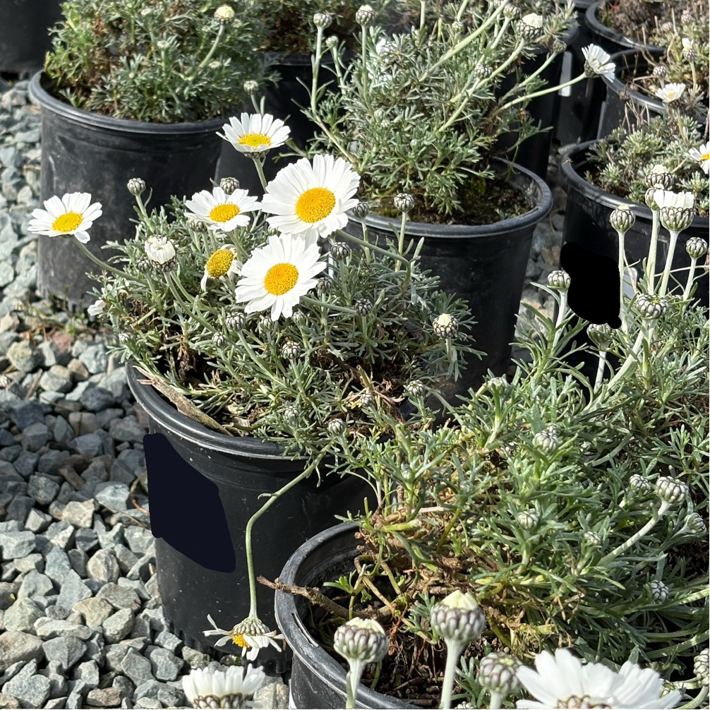 Moroccan Daisy