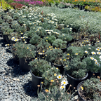 Moroccan Daisy