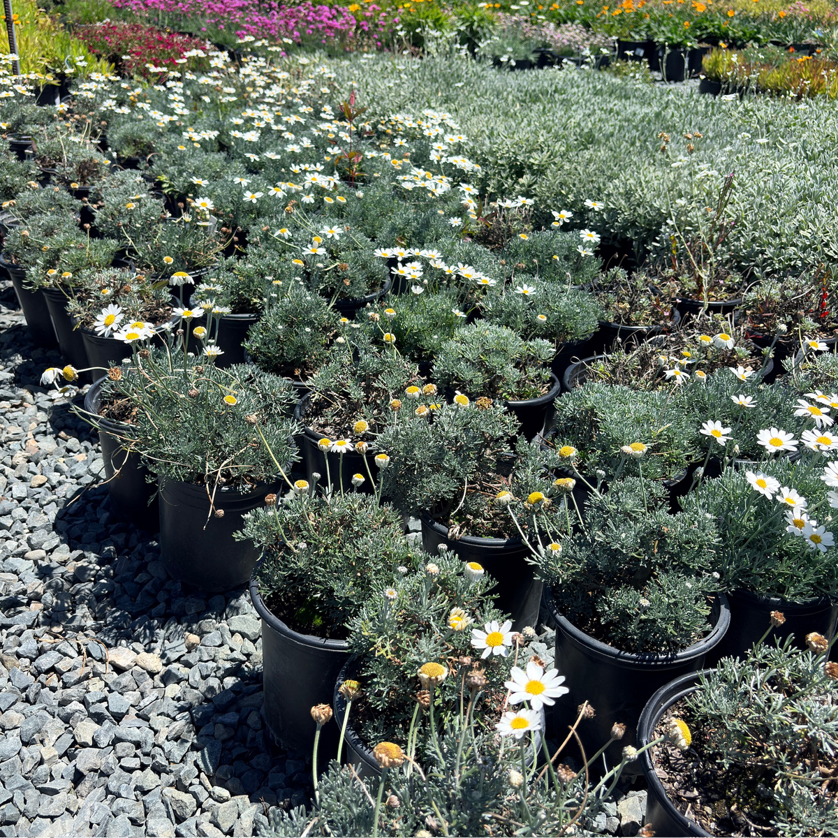 Moroccan Daisy