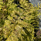 Mother Fern