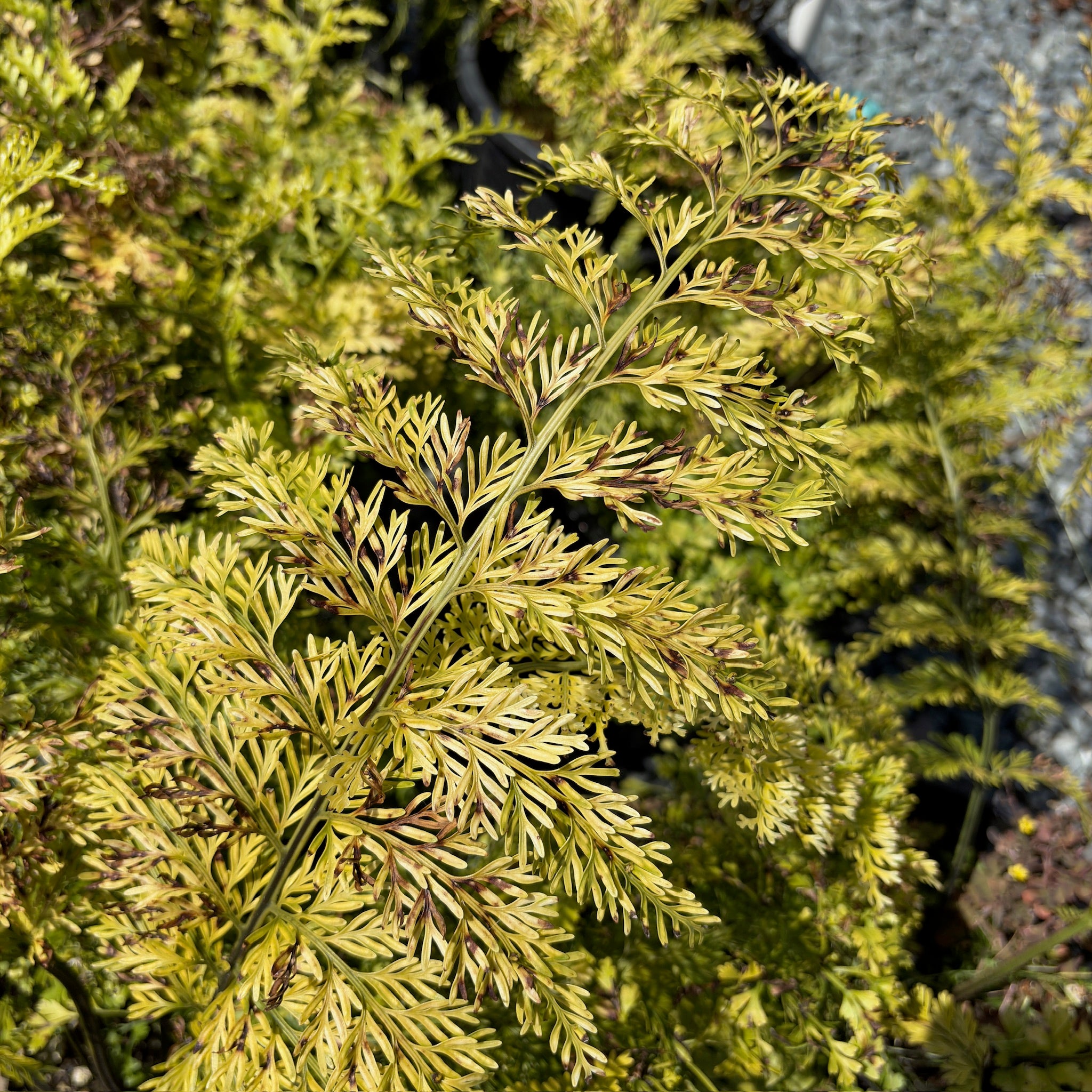 Mother Fern