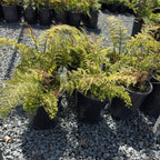 Mother Fern