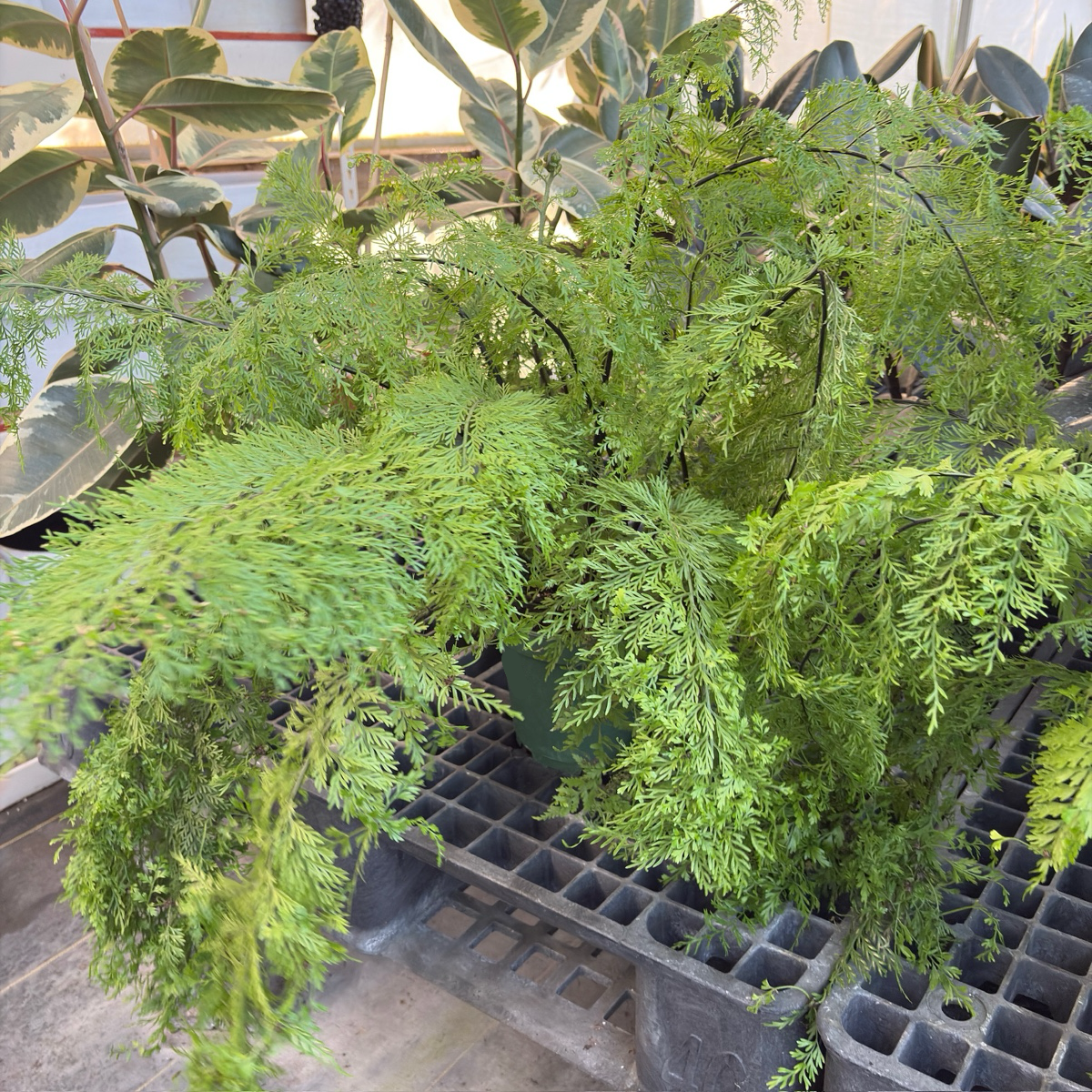 Mother Fern