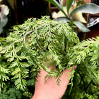 Mother Fern