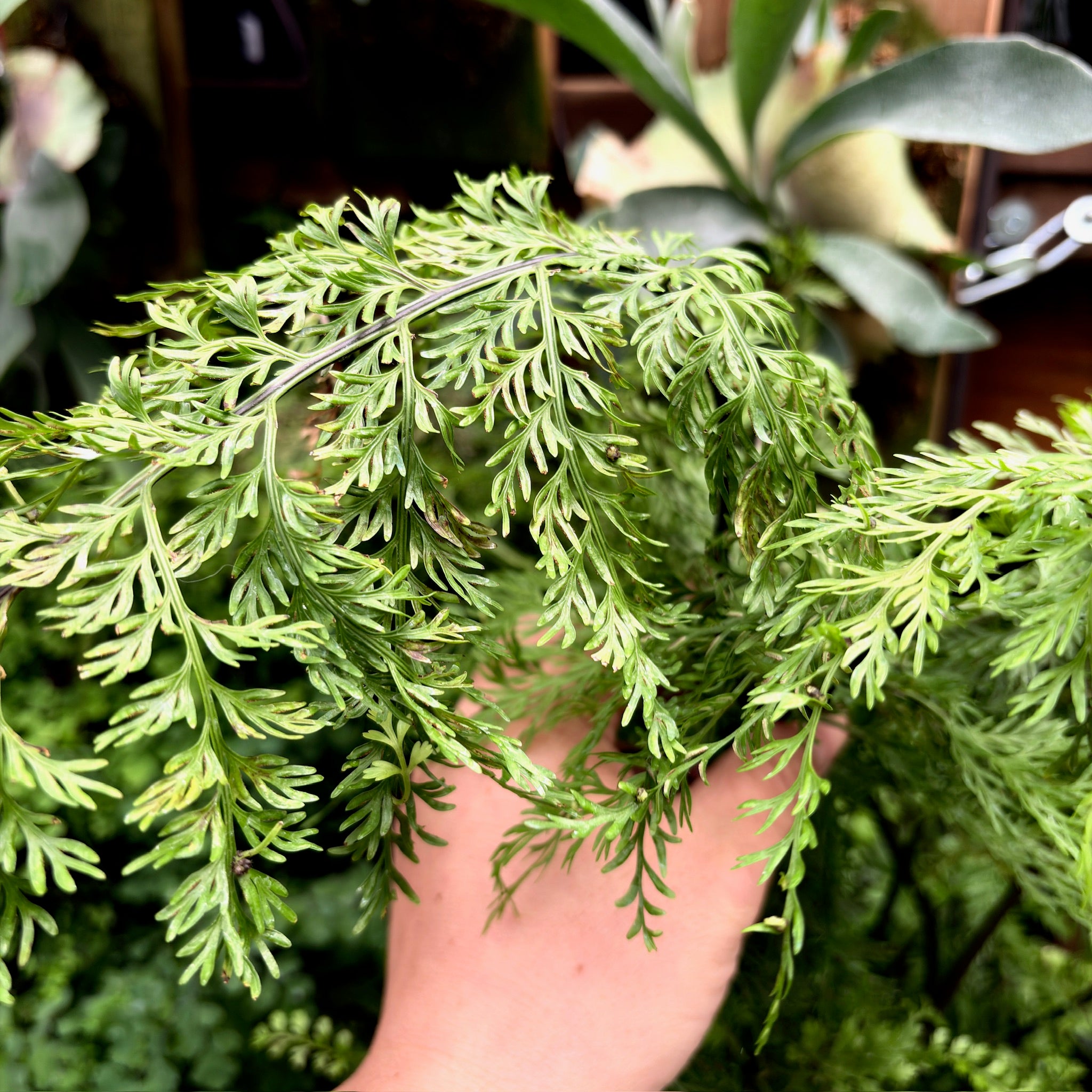 Mother Fern
