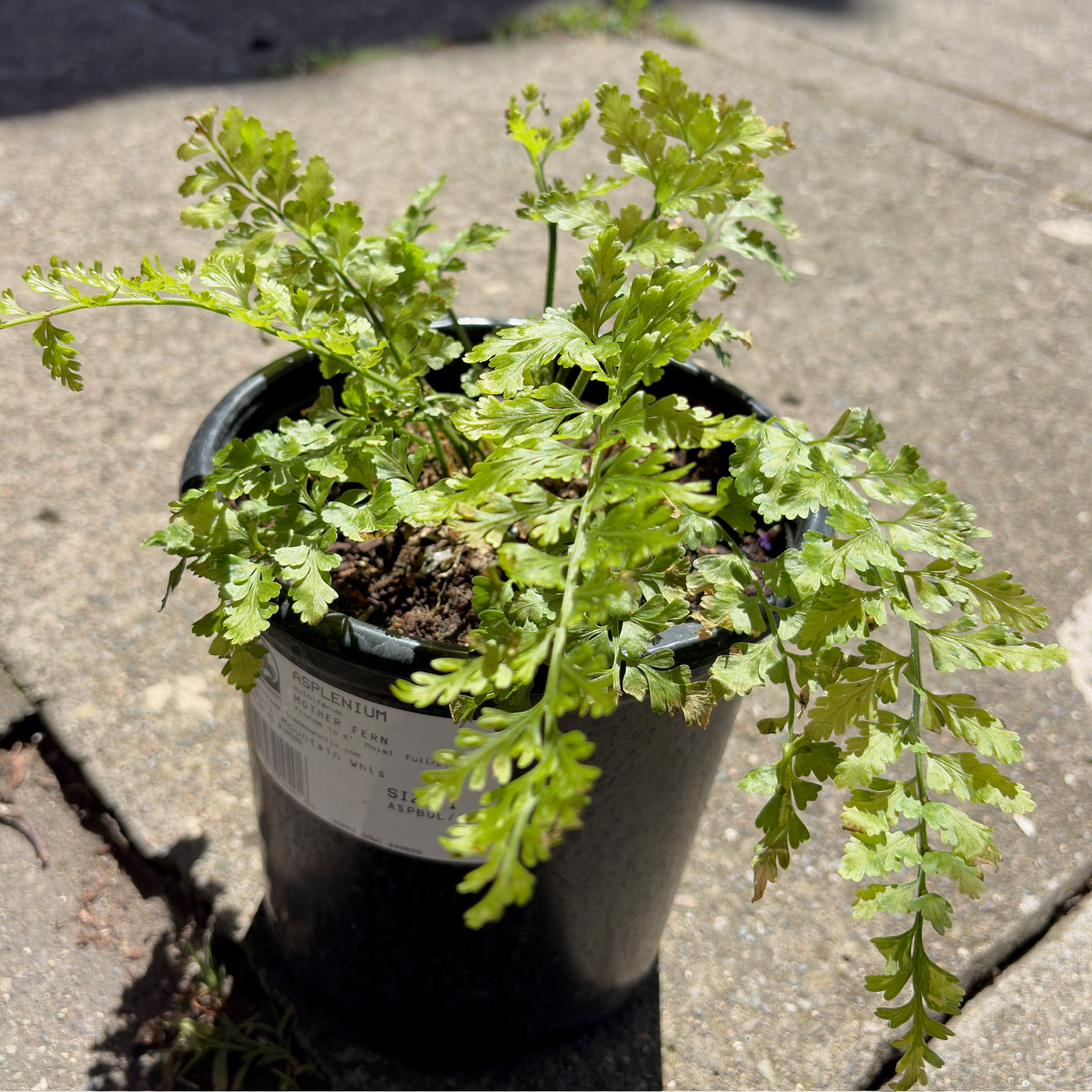 Mother Fern