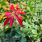 Mountain Fire Japanese Andromeda