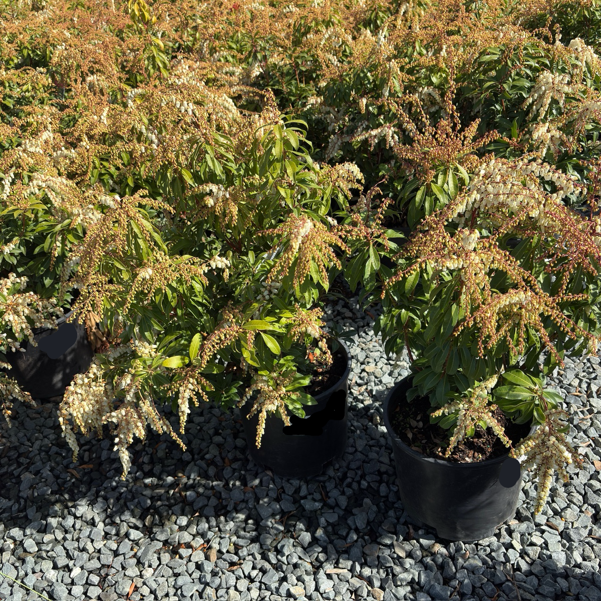 Mountain Fire Japanese Andromeda