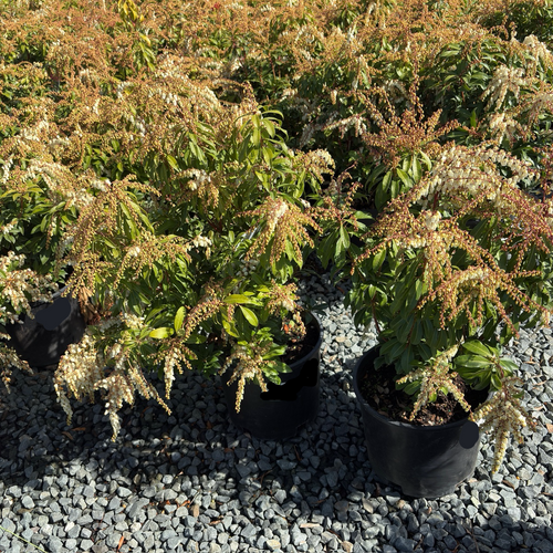 火山马醉木| 早春红叶亮银边| 冬季粉白花| 庭院标本灌木– Victory Nursery