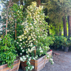 Mountain Moon Evergreen Dogwood