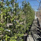 Mountain Moon Evergreen Dogwood
