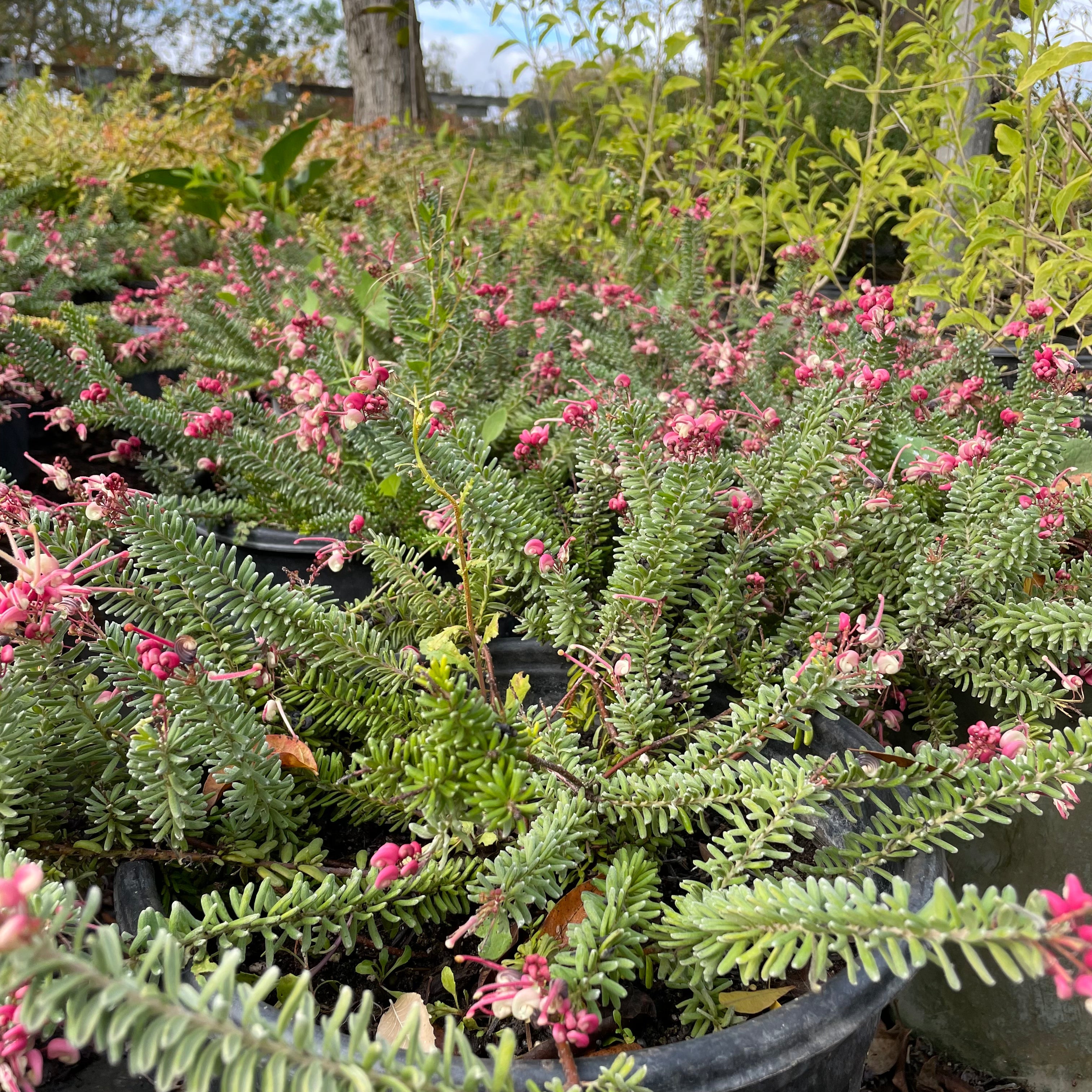 Mt. Tamboritha Woolly Grevillea