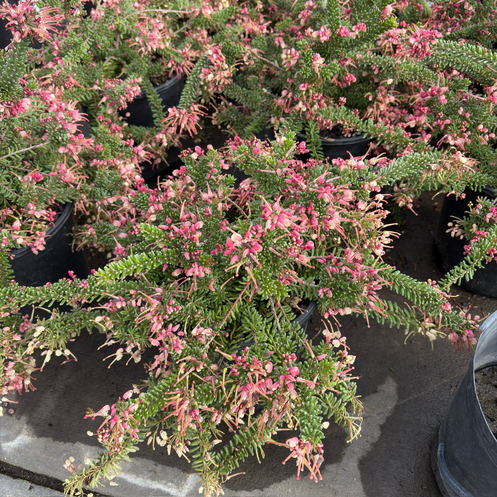 Mt. Tamboritha Woolly Grevillea