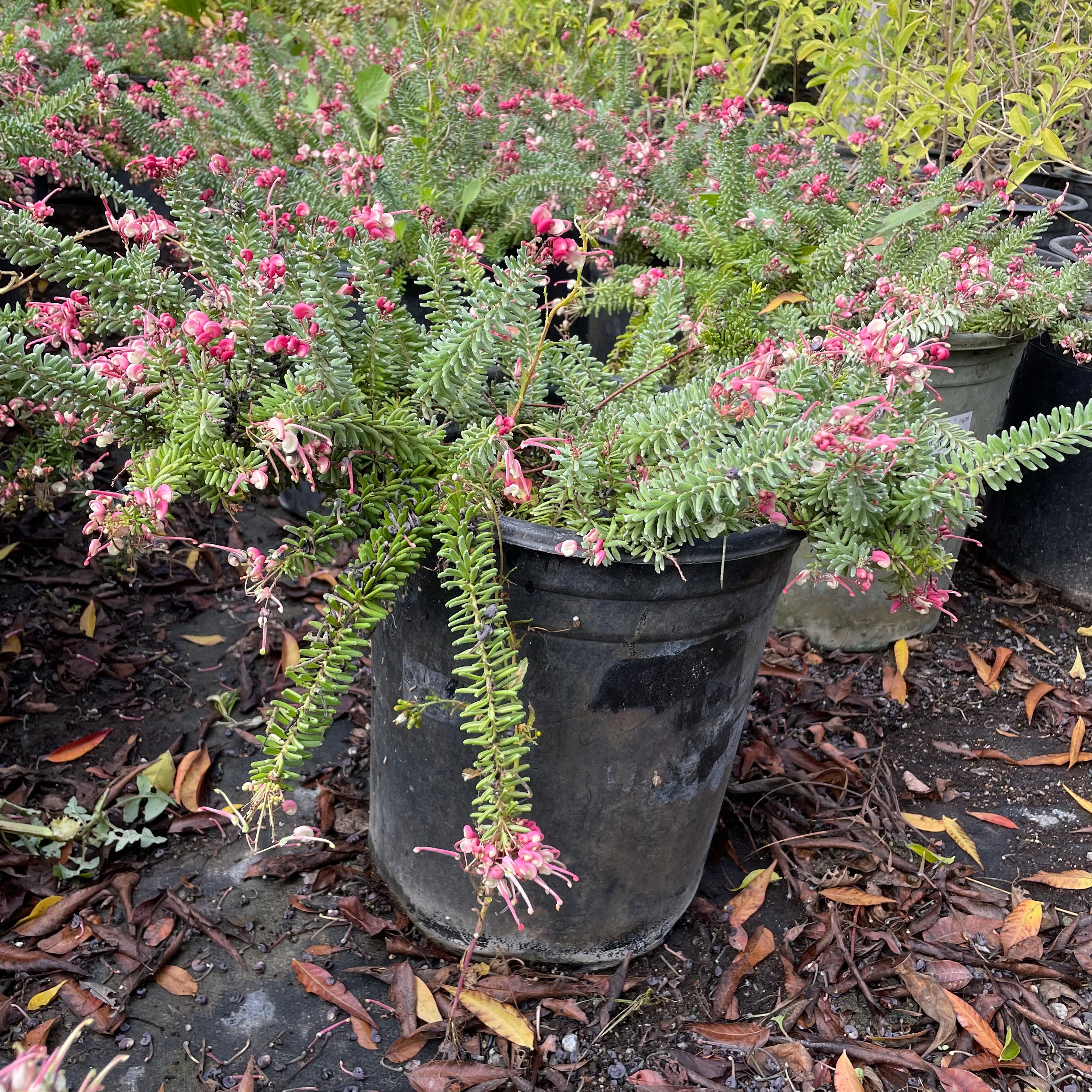 Mt. Tamboritha Woolly Grevillea