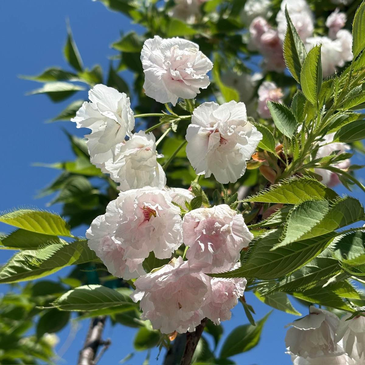 Mt. Fuji Flowering Cherry