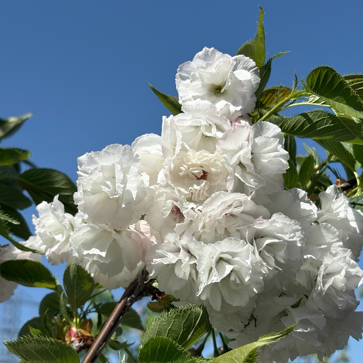 Mt. Fuji Flowering Cherry