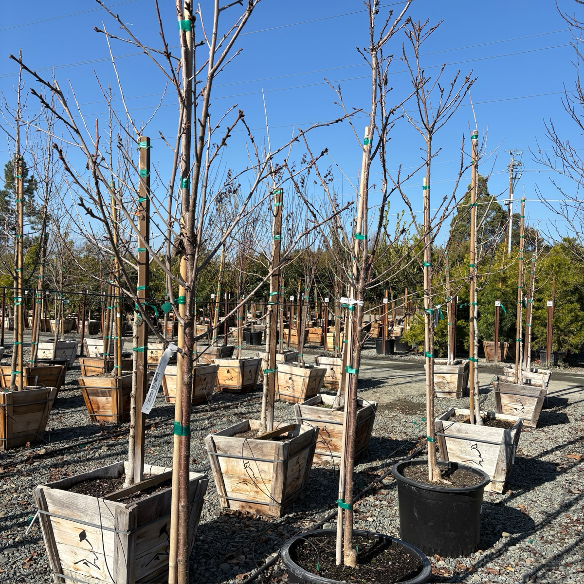 Mt. Fuji Flowering Cherry
