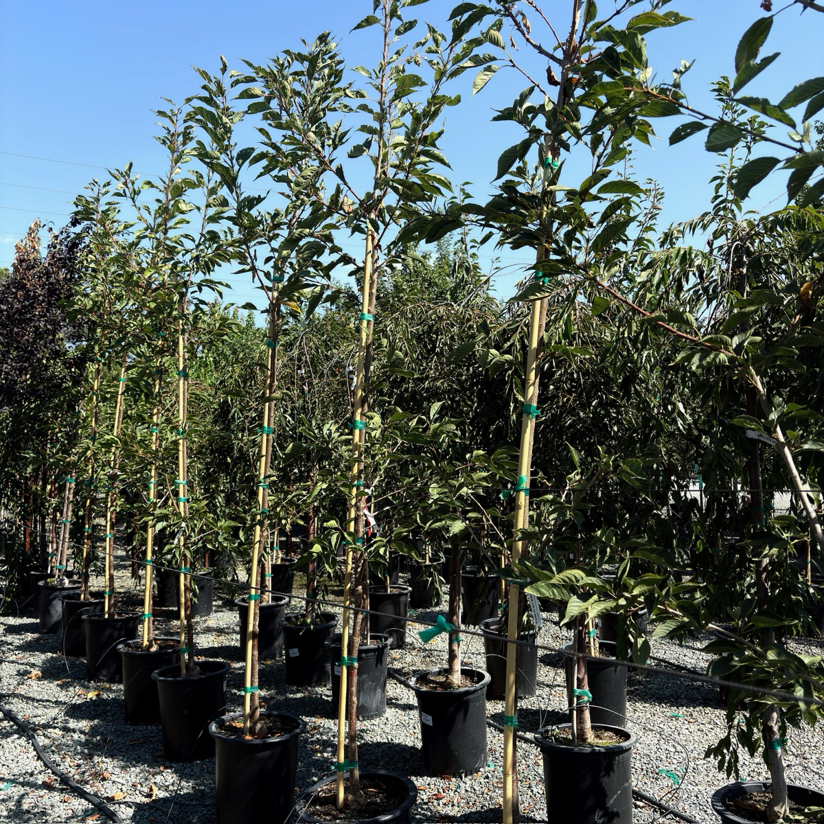 Mt. Fuji Flowering Cherry