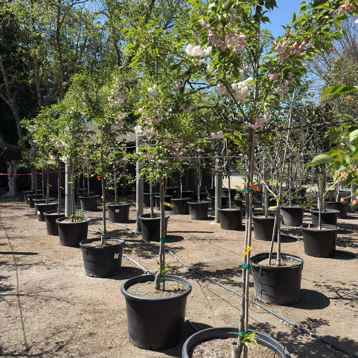 Mt. Fuji Flowering Cherry