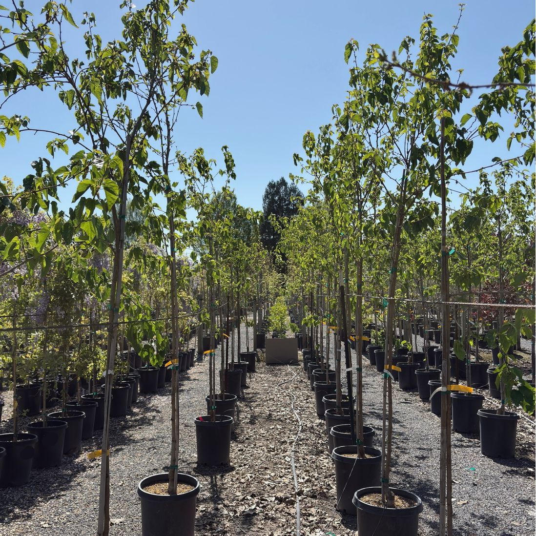 Mulberry Fruitless