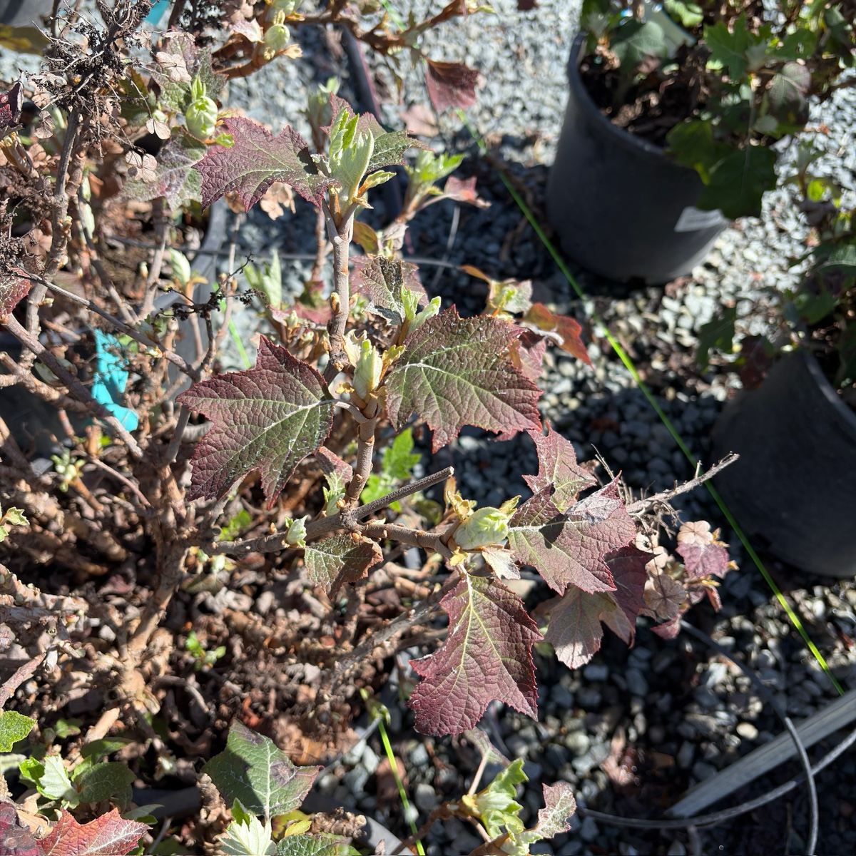 Munchkin Oakleaf Hydrangea