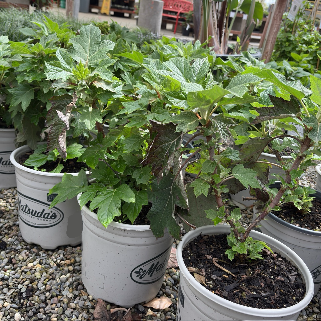 Munchkin Oakleaf Hydrangea
