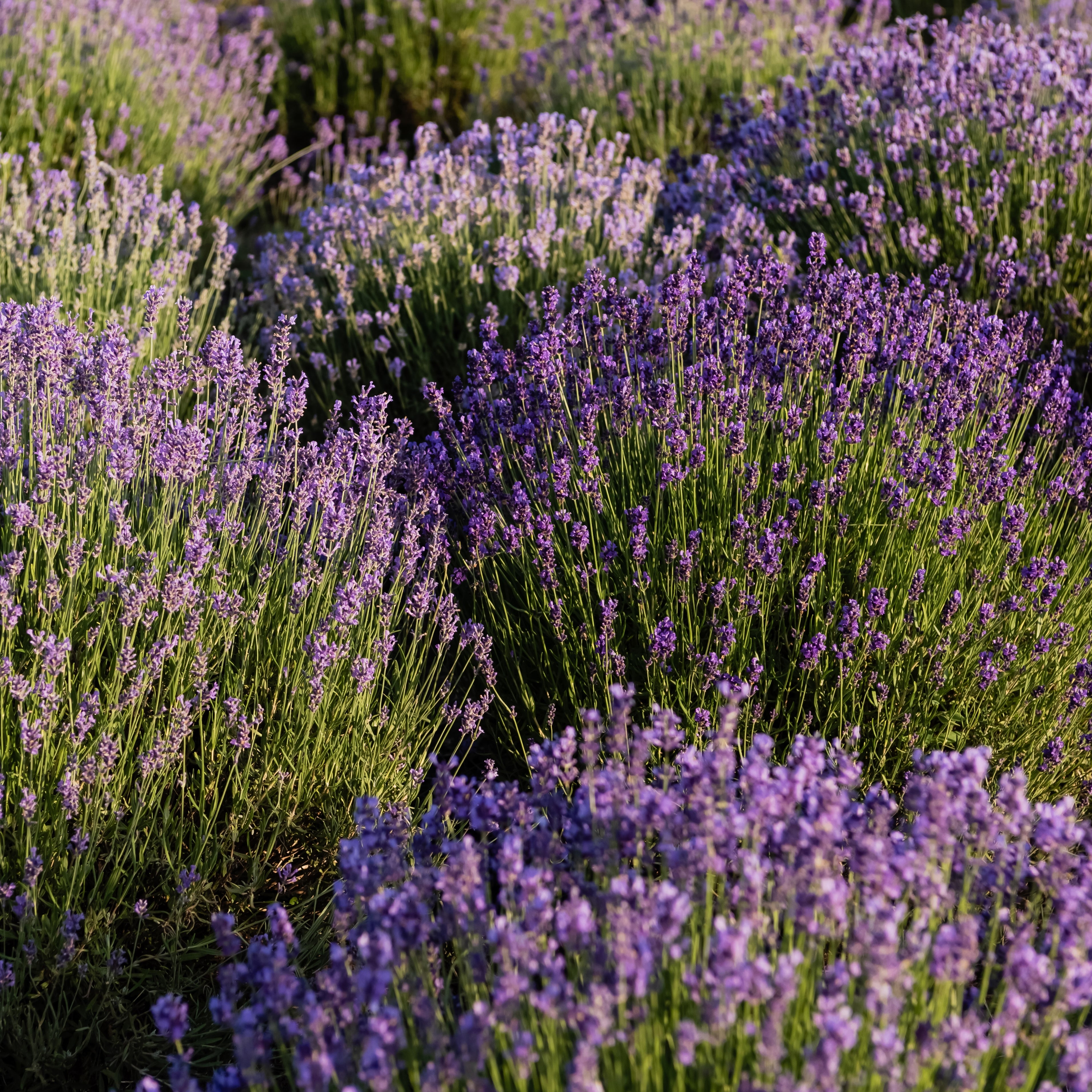 Field of Munstead English Lavender flowers with sunlight filtering through.