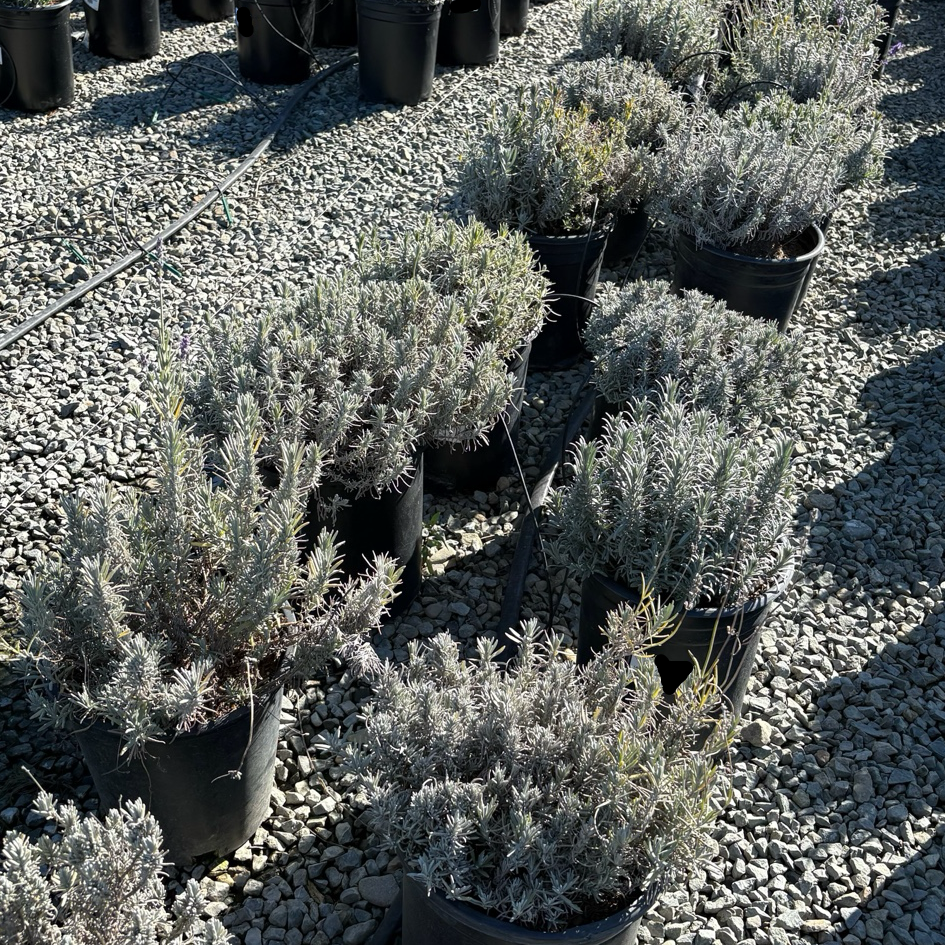 Row of potted Munstead English Lavender on a gravel surface