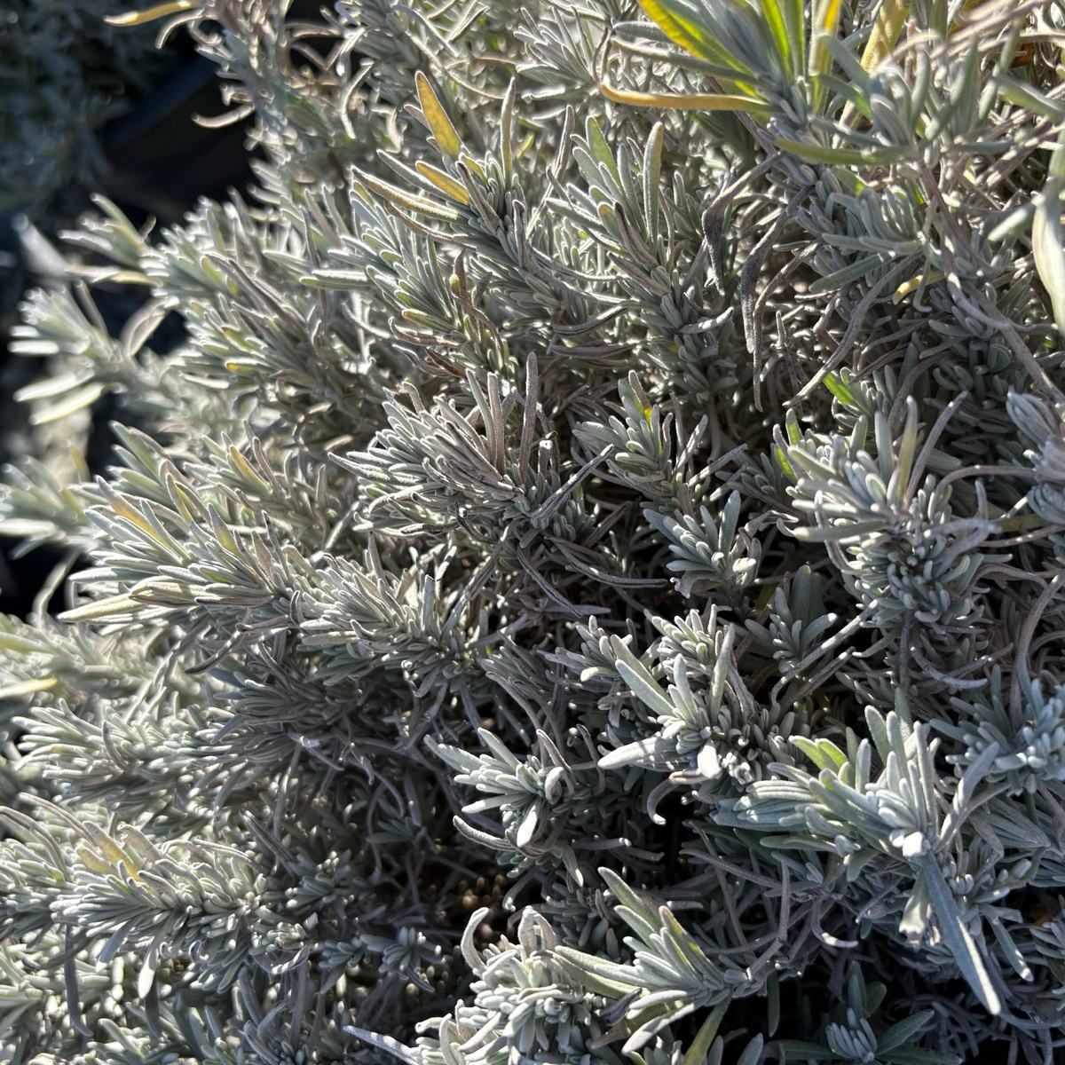 Close-up of a Munstead English Lavender bush with grayish-green leaves