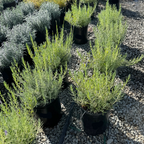 Munstead English Lavender