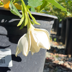 Mystery Gardenia 