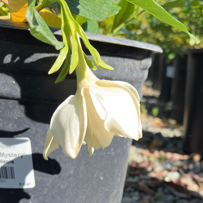 Mystery Gardenia 