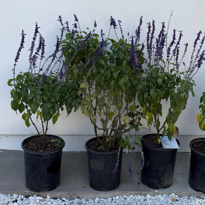 Mystic Spires Blue Sage