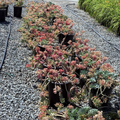 Row of potted Euphorbia myrsinites plants on a gravel surface with greenery in the background