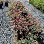 Row of potted Euphorbia myrsinites plants on a gravel surface with greenery in the background