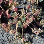 Myttle Spurge