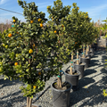 Nagami  Kumquat