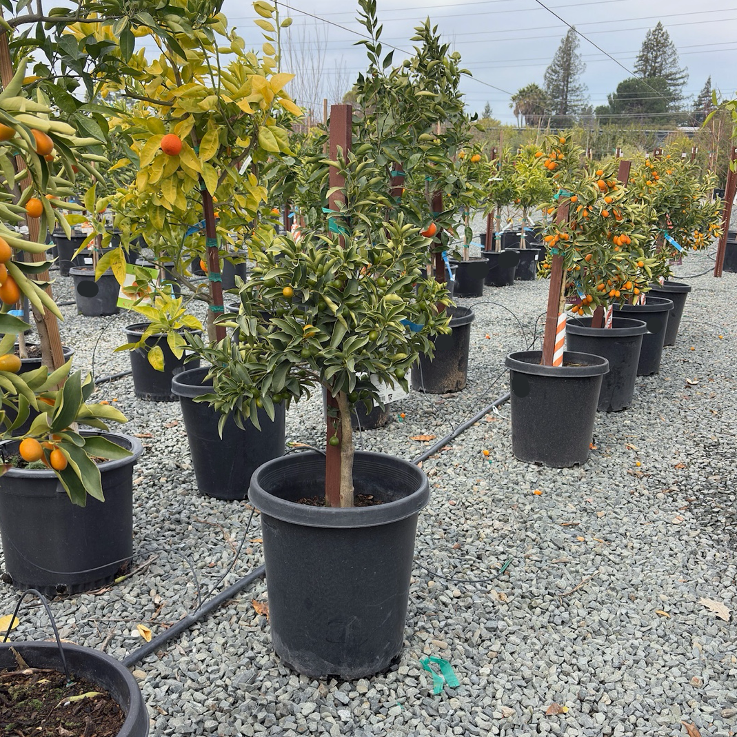 Nagami Kumquat