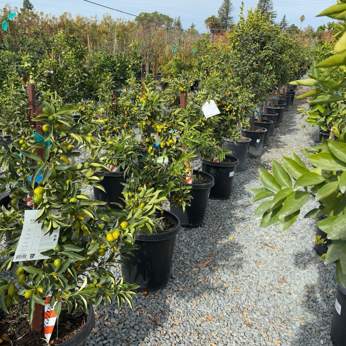 Nagami Kumquat