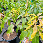 Young Nam Doc Mai Mango trees with yellowing leaves in pots, likely in Victory nursery